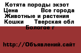 Котята породы экзот › Цена ­ 7 000 - Все города Животные и растения » Кошки   . Тверская обл.,Бологое г.